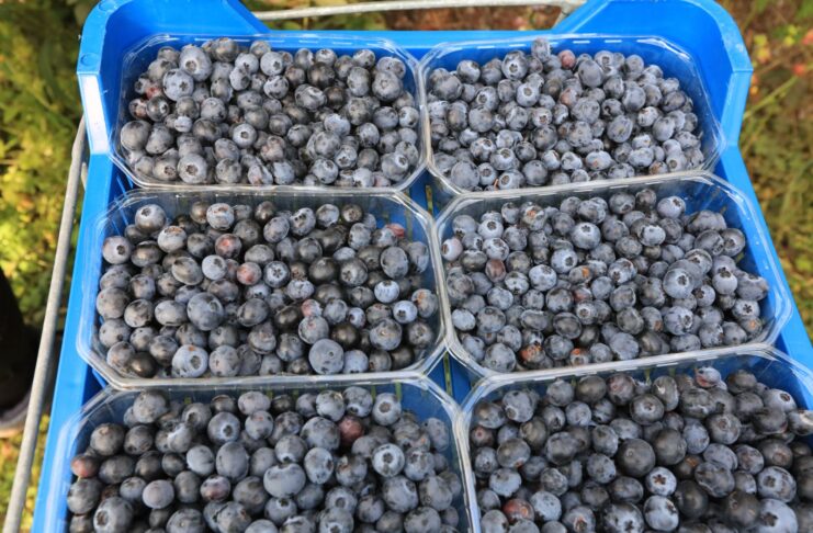 Borówka nawet po 30 zł/kg. Późne odmiany zbierano do końca października