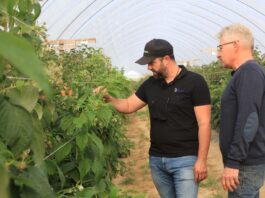 Antystresowi specjaliści. Dr Paweł Krawiec podsumował ten program w uprawie malin