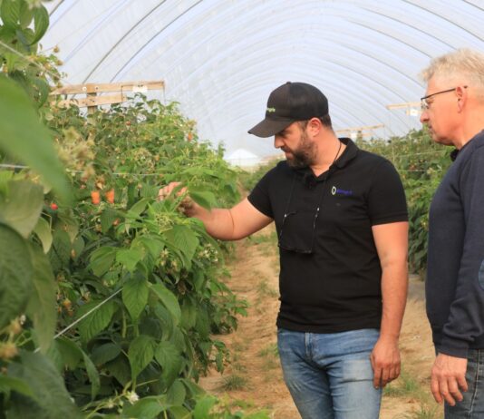 Antystresowi specjaliści. Dr Paweł Krawiec podsumował ten program w uprawie malin