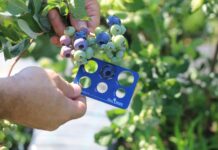 Nowe odmiany borówki pokazane w Madrycie. Fall Creek wskazuje kierunek dla plantatorów