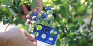 Nowe odmiany borówki pokazane w Madrycie. Fall Creek wskazuje kierunek dla plantatorów