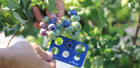 Nowe odmiany borówki pokazane w Madrycie. Fall Creek wskazuje kierunek dla plantatorów