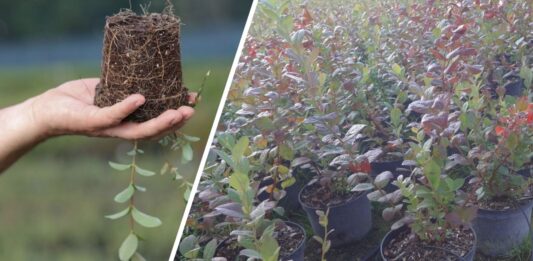 Od P9 do doniczki 7,5 l. Czy własna „szkółka” borówki się opłaca?