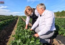Cadenza przed zimą. Co dzieje się teraz na plantacji w Hornigach?