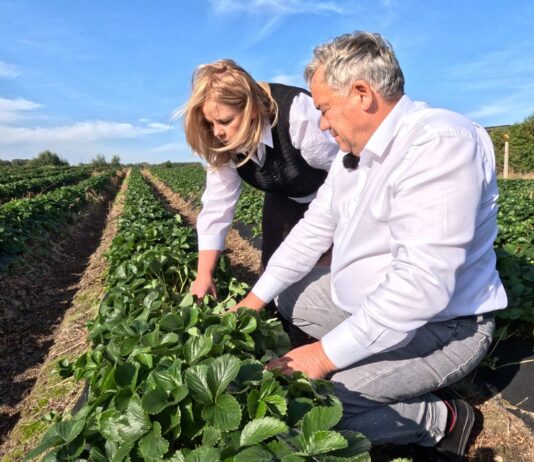 Cadenza przed zimą. Co dzieje się teraz na plantacji w Hornigach?