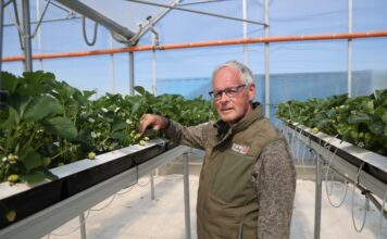 Co po ‘Hademarze’? Jan Robben o odmianach truskawek i nowościach Flevo Berry Jan Robben, Flevo Berry