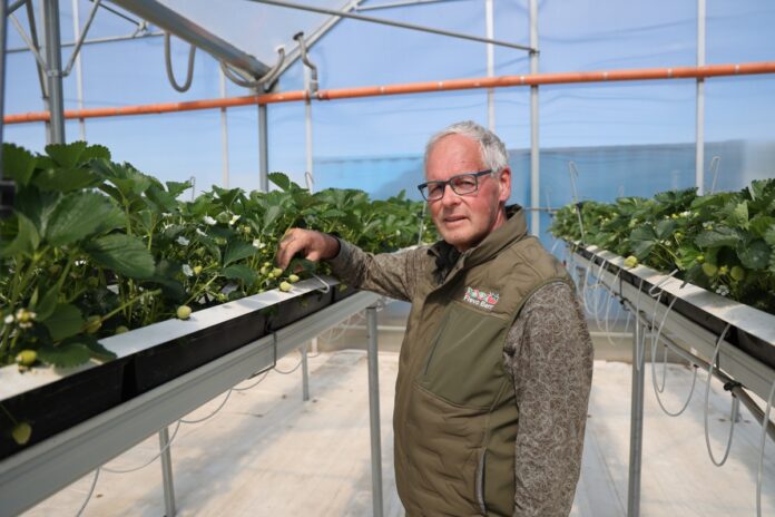 auweiler_truskawka_2404_A66A6712 Jan Robben, Flevo Berry