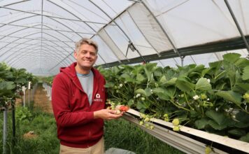 Nowoczesne tunele i uprawa stołowa truskawek. Tak inwestuje niemieckie gospodarstwo Hof Umberg Jörg Umberg stawia na nowoczesne modele produkcji i samozbiory
