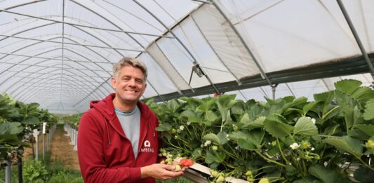 Nowoczesne tunele i uprawa stołowa truskawek. Tak inwestuje niemieckie gospodarstwo Hof Umberg Jörg Umberg stawia na nowoczesne modele produkcji i samozbiory